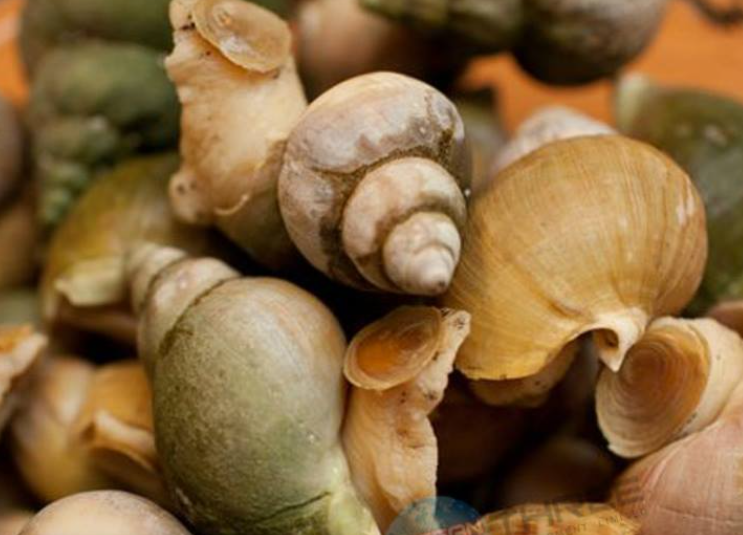 加拿大急凍熟翡翠螺 500g