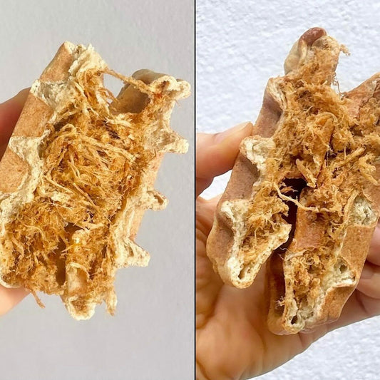 Bikini cookies Waffle Bread 低碳辣味雞肉鬆格仔餅