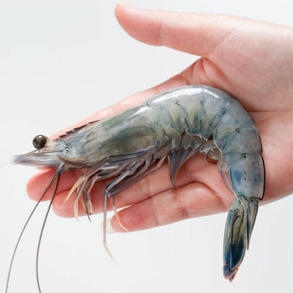 Obsiblue - 法國急凍水晶藍蝦 40/50 -1kg